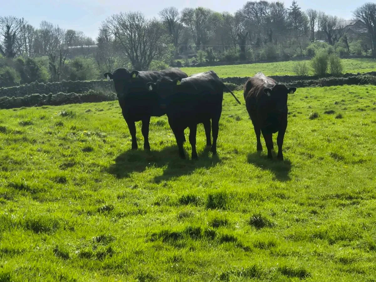 angus heifers headford mart sat - Image 3