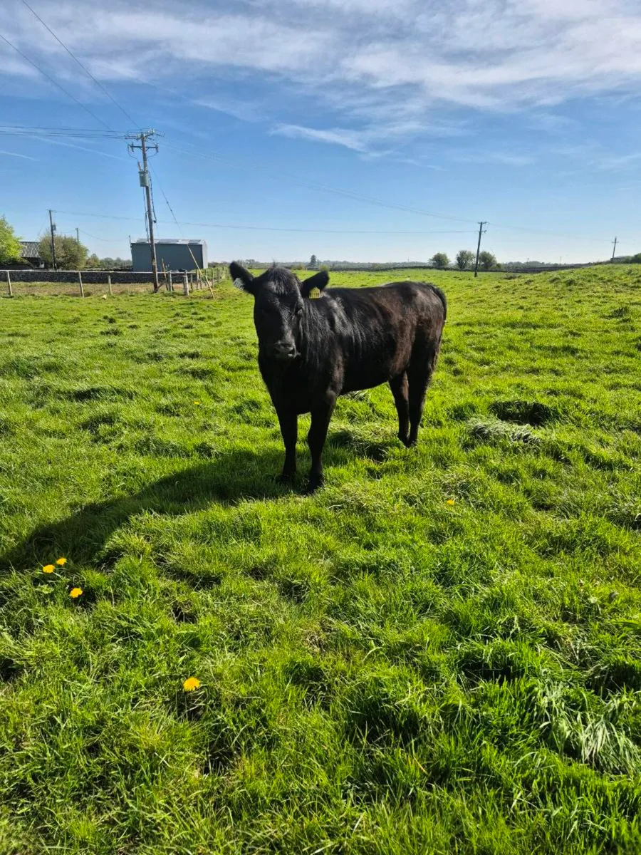 angus heifers headford mart sat - Image 4