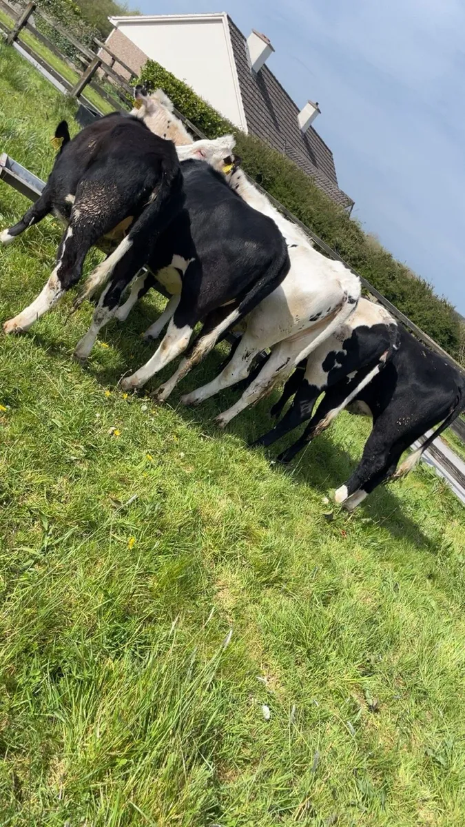 Friesan Heifers - Image 2