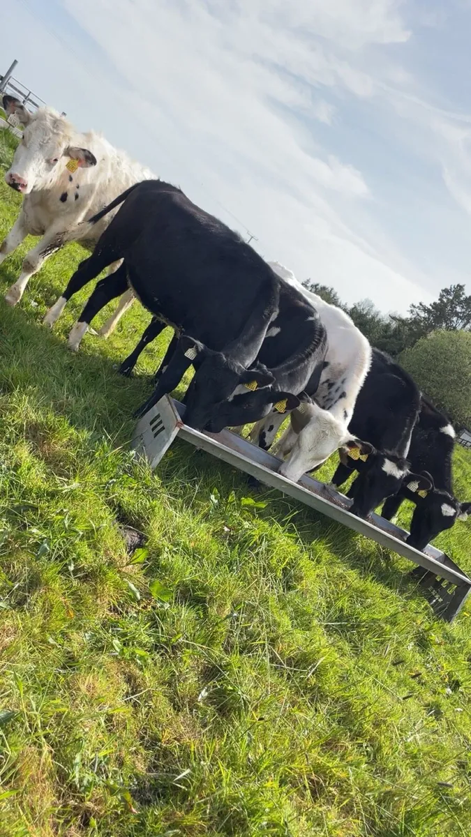Friesan Heifers - Image 1