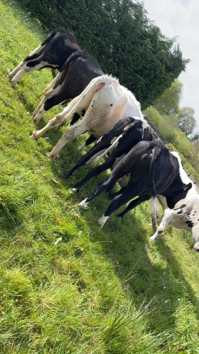 Friesan Heifers - Image 4