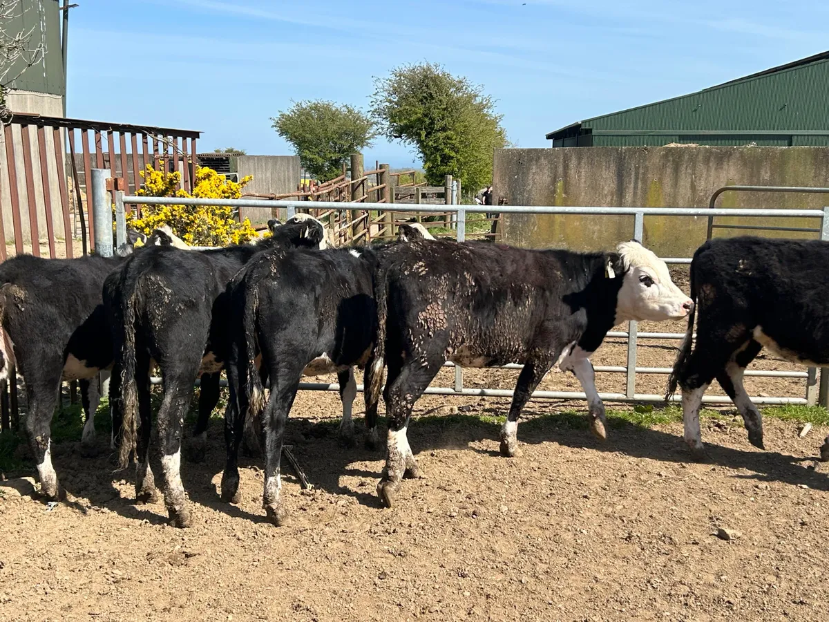 Beef cattle - Image 4