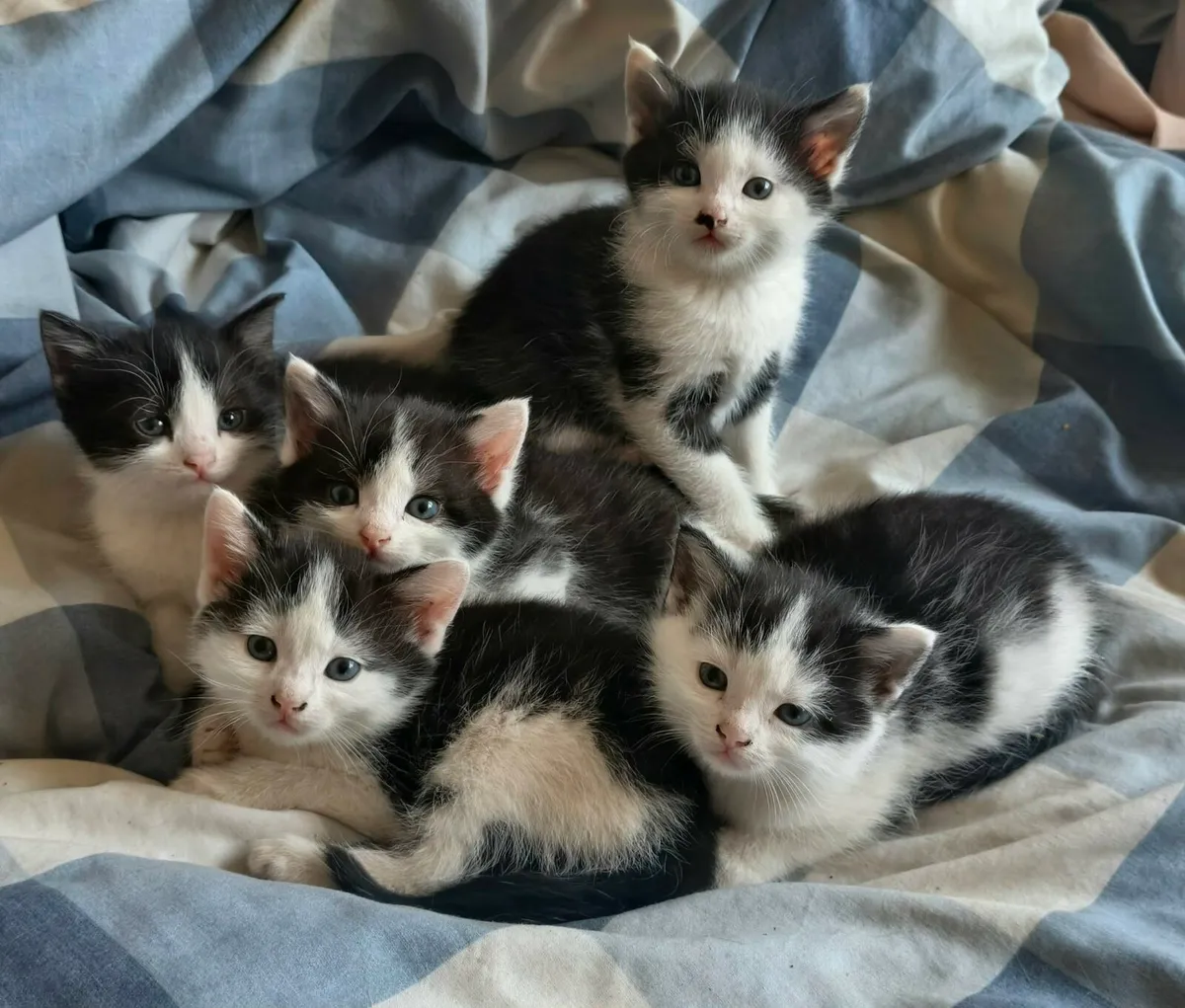 Kitten cats - Image 1