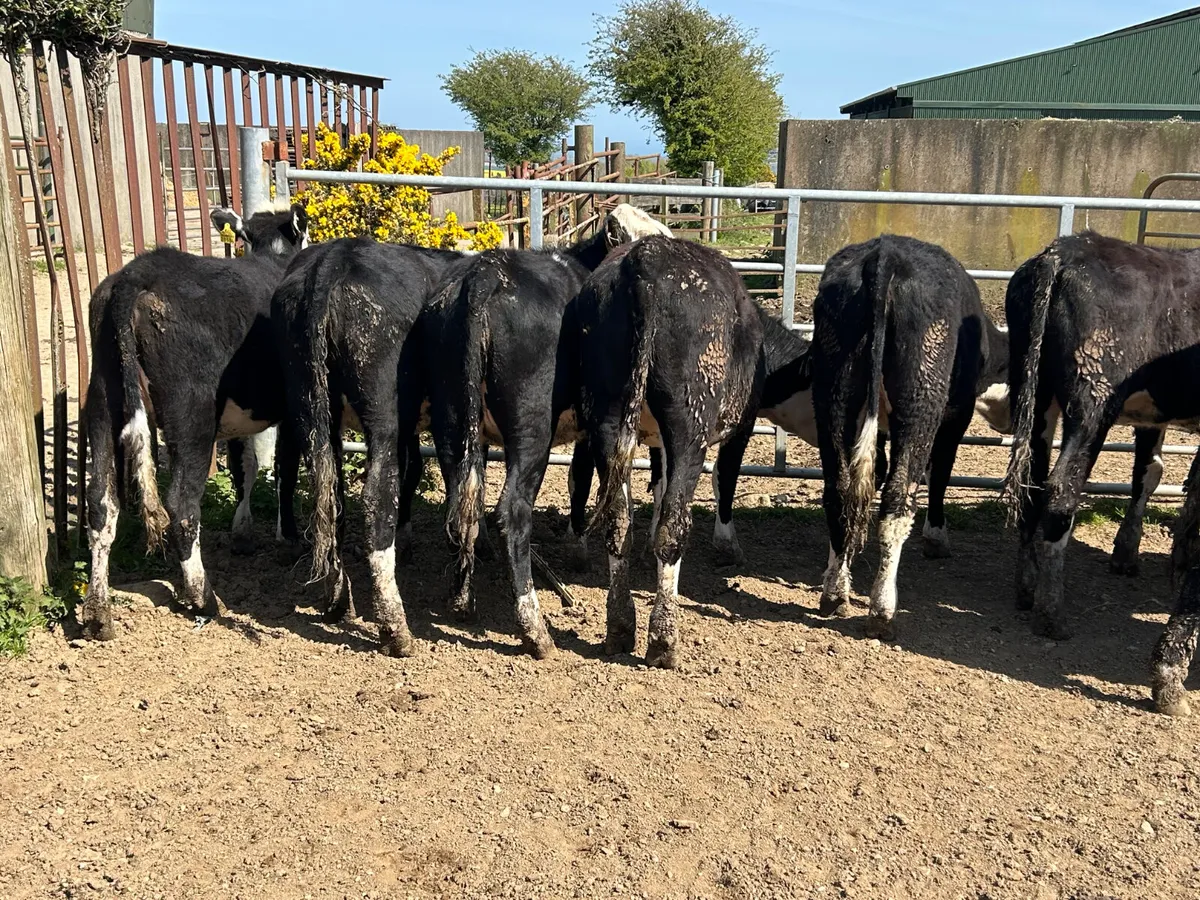 Beef cattle - Image 1