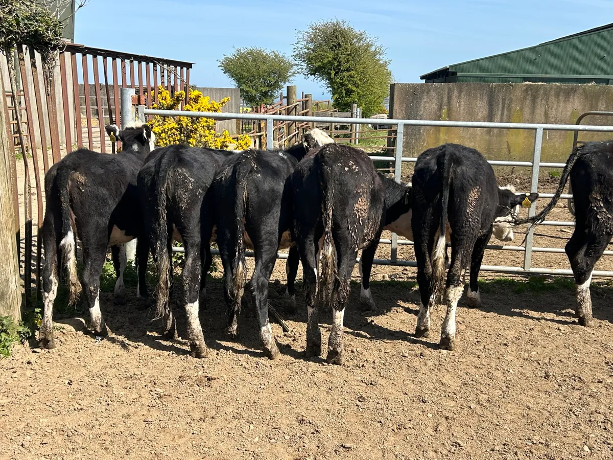 Beef cattle - Image 2