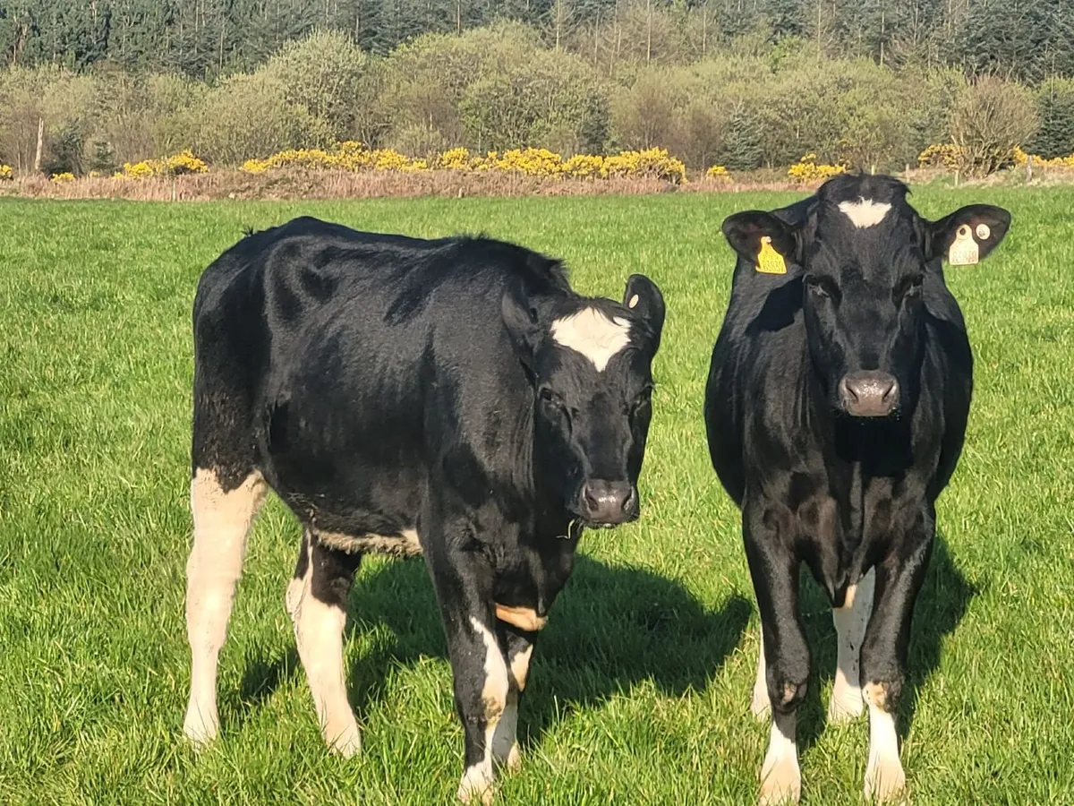 28 Holstein Friesian Heifers – Award-Winning Farm - Image 3