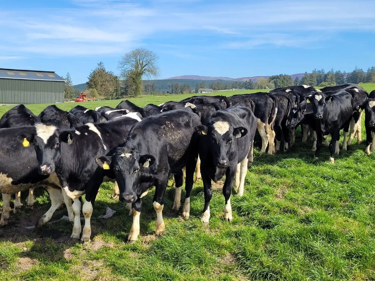 28 Holstein Friesian Heifers – Award-Winning Farm - Image 1