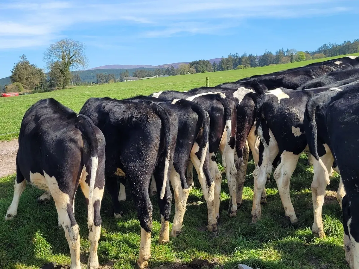 28 Holstein Friesian Heifers – Award-Winning Farm - Image 2