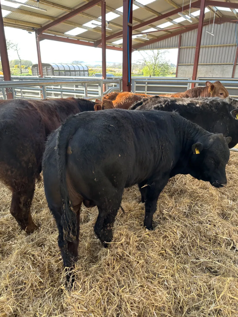 U and E grade bulls - Image 4