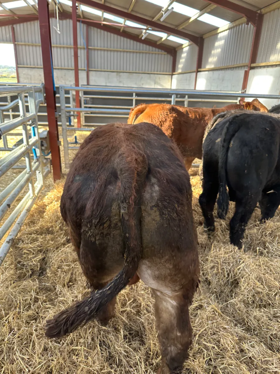 U and E grade bulls - Image 3