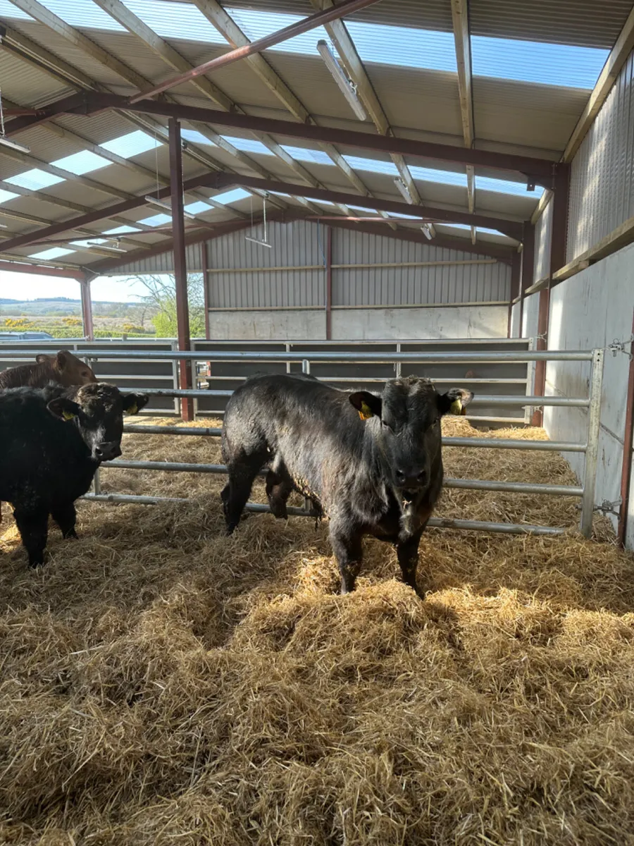 U and E grade bulls - Image 1