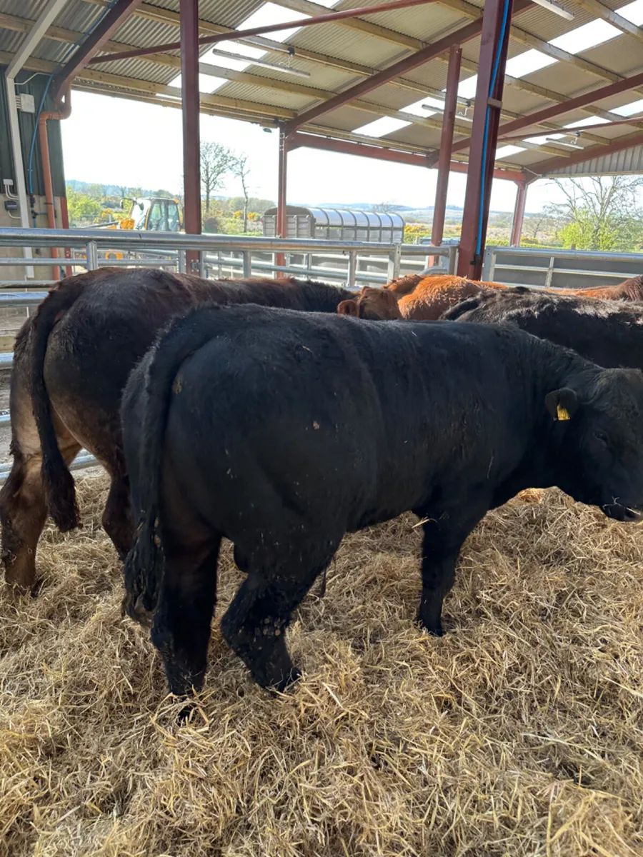 U and E grade bulls - Image 2