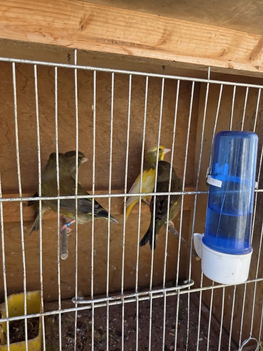 Greenfinch pieds - Image 3