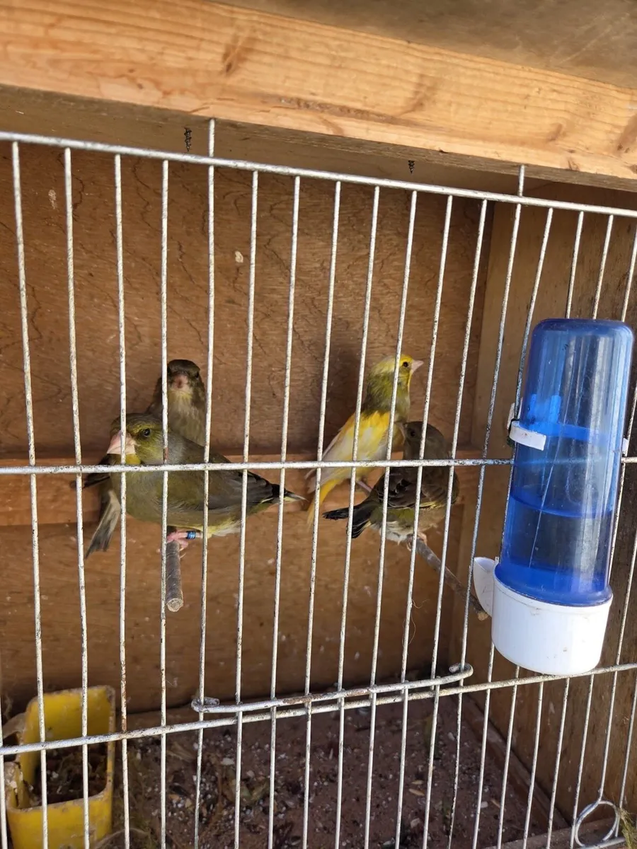 Greenfinch pieds - Image 1