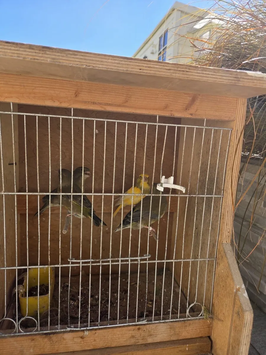 Greenfinch pieds - Image 4