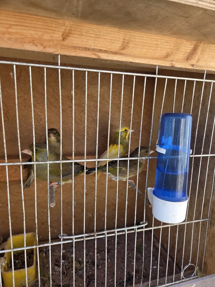 Greenfinch pieds - Image 2