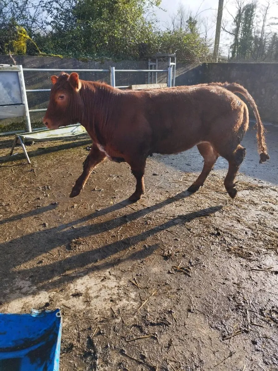 Limousin show heifer - Image 1