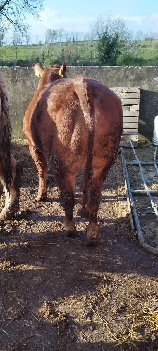 Limousin show heifer - Image 3