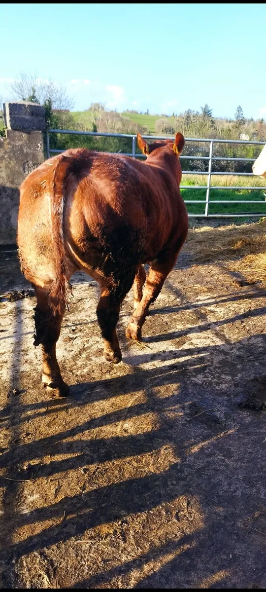 Limousin show heifer - Image 2