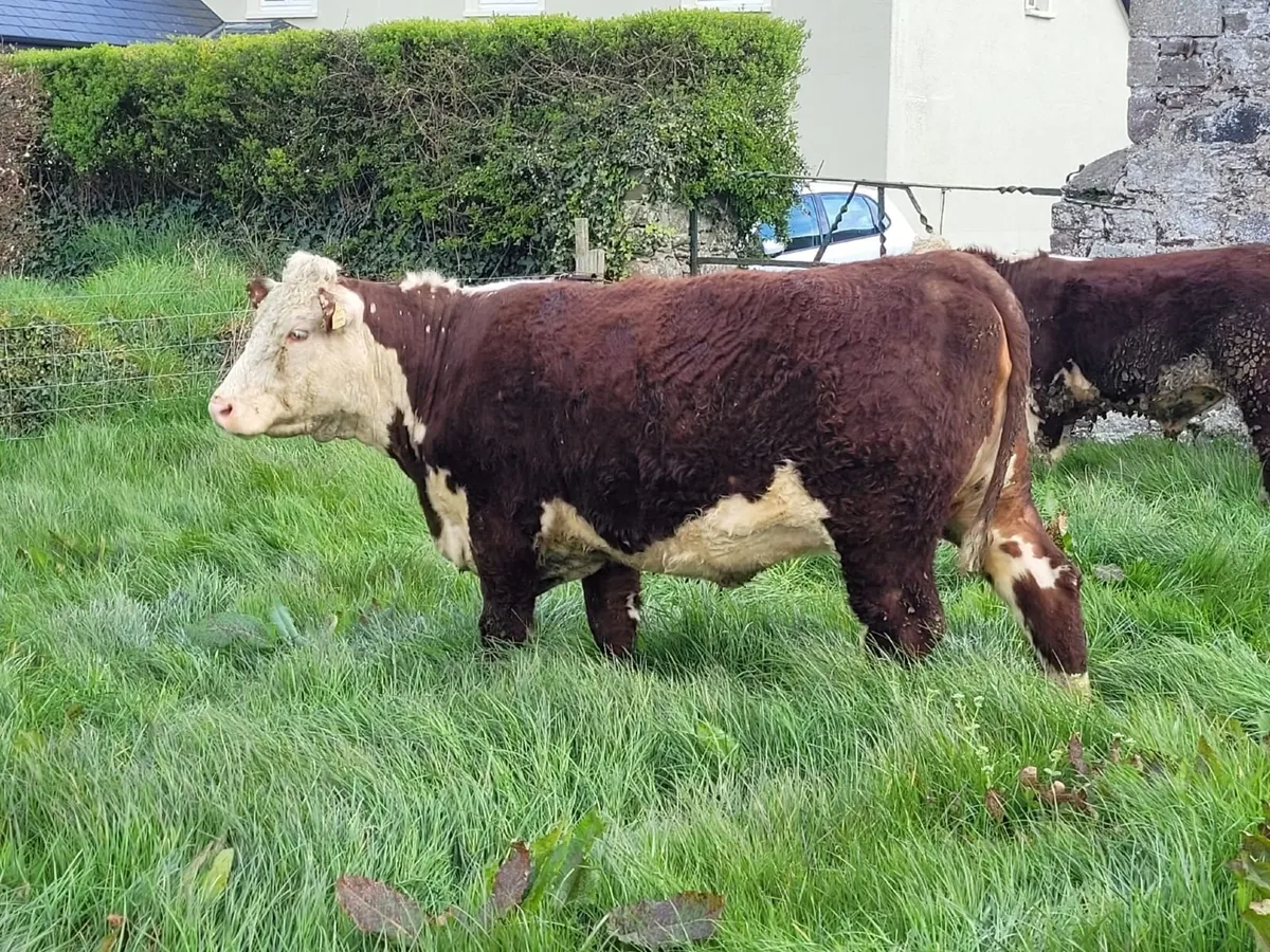 Pedigree Hereford In-Calf Heifer – Due May - Image 2