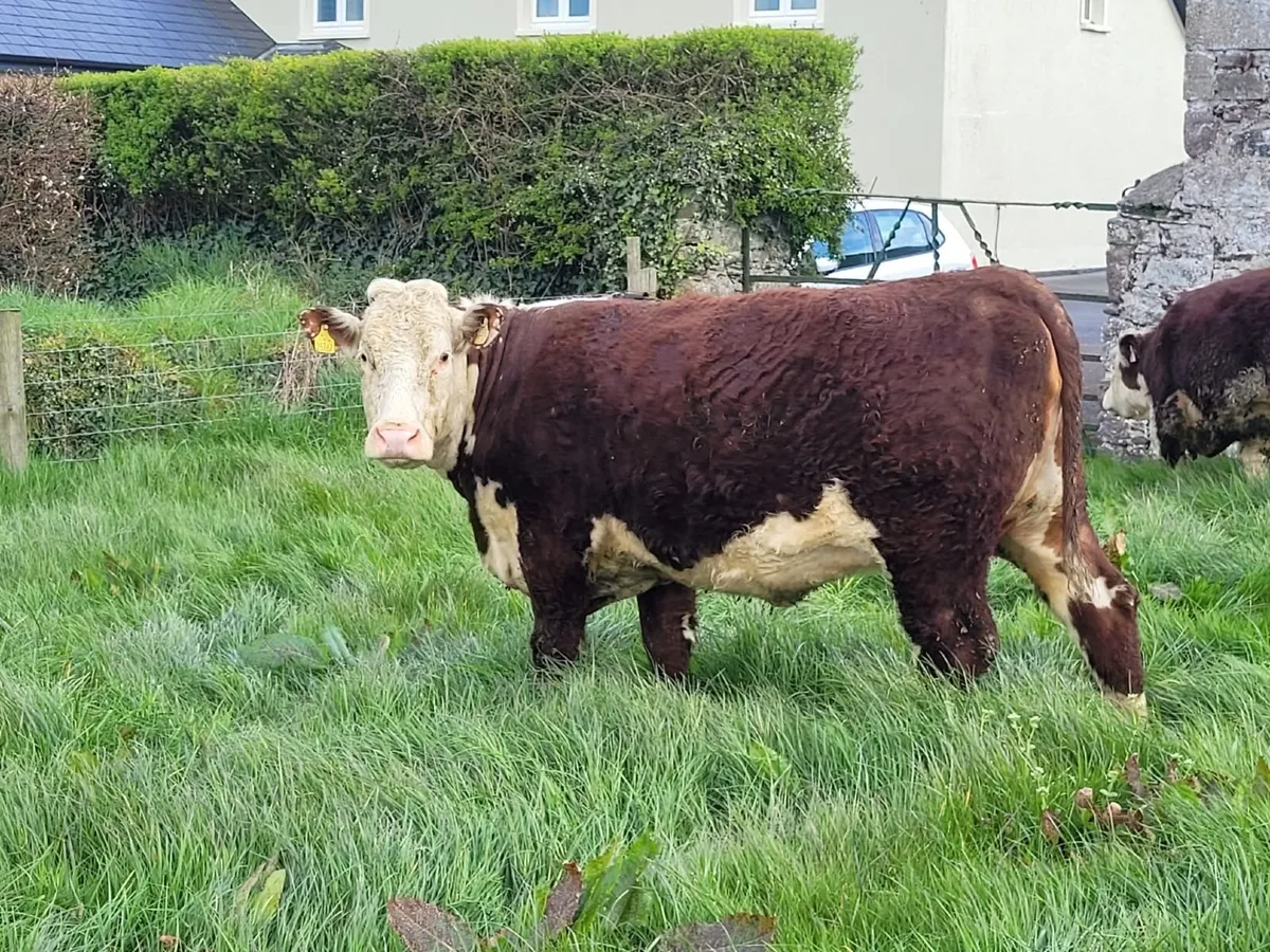 Pedigree Hereford In-Calf Heifer – Due May - Image 1