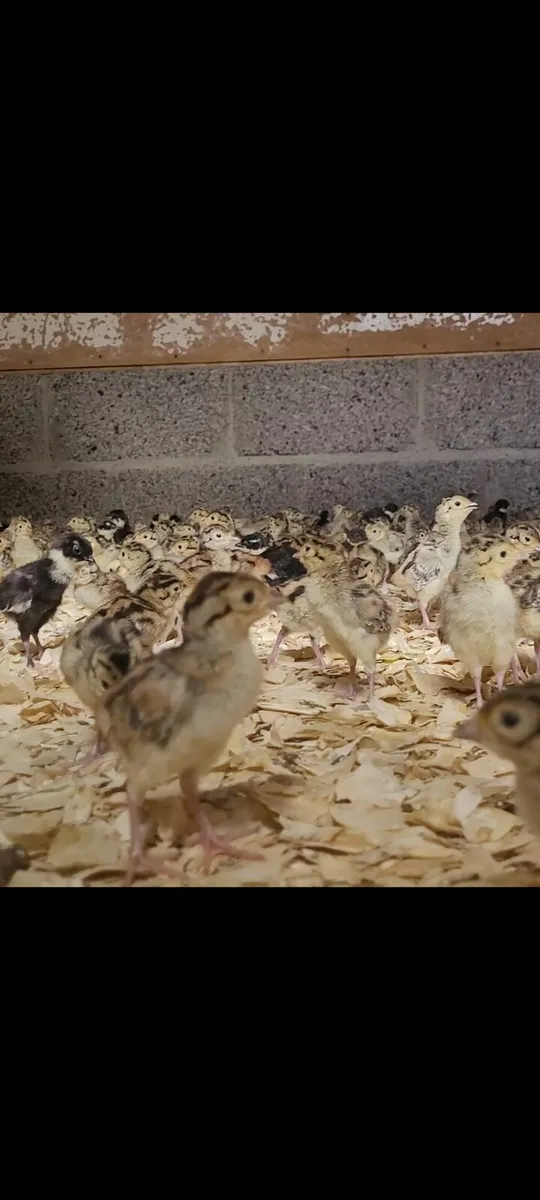 Day old pheasant chick's - Image 1