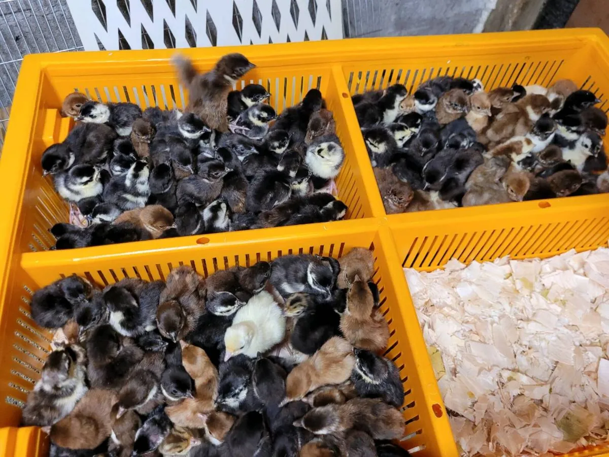 Day old pheasant chick's - Image 2