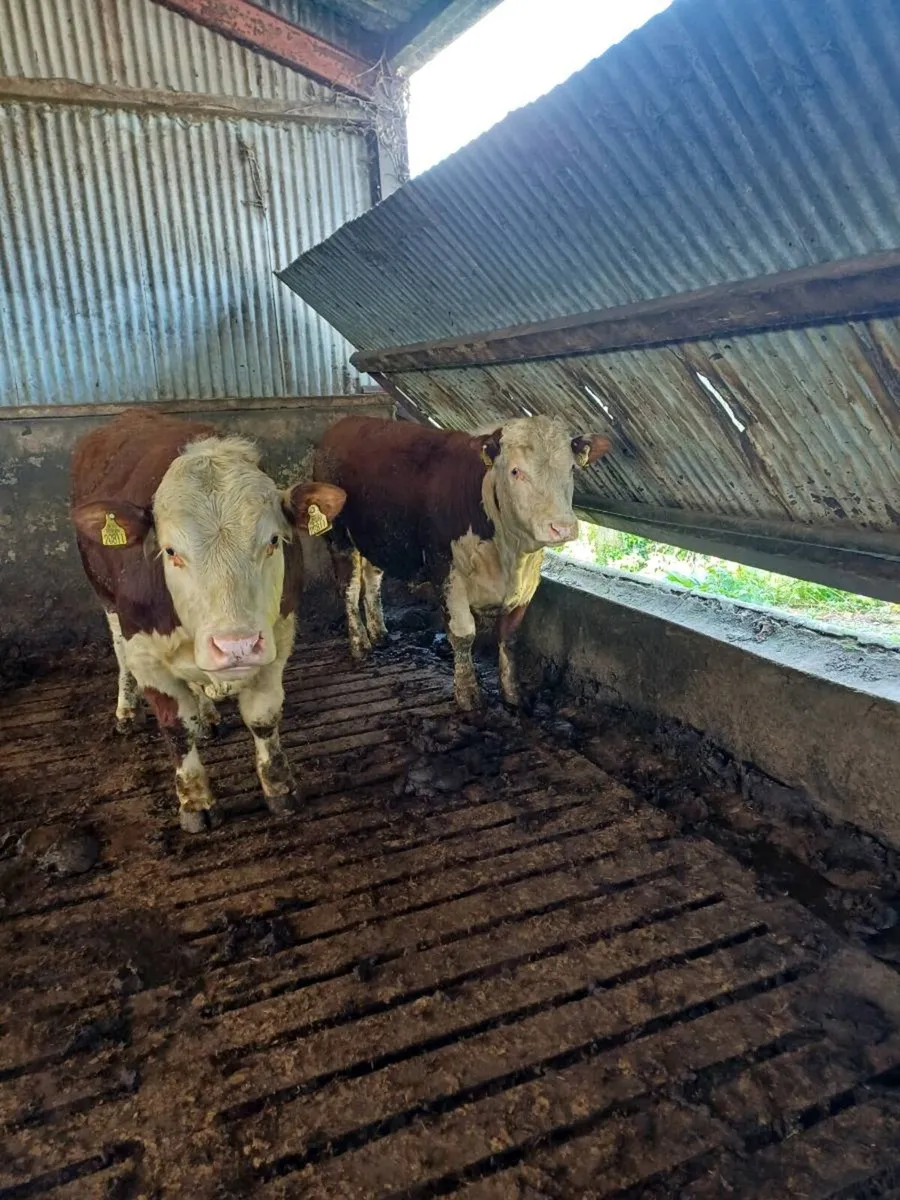 Hereford bulls - Image 4