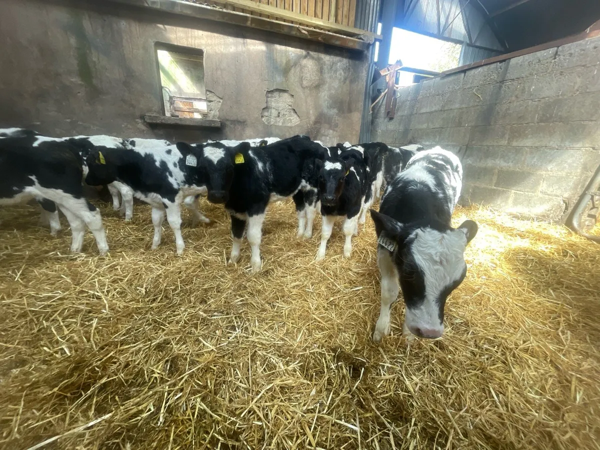 Super Belgian blue calves - Image 1