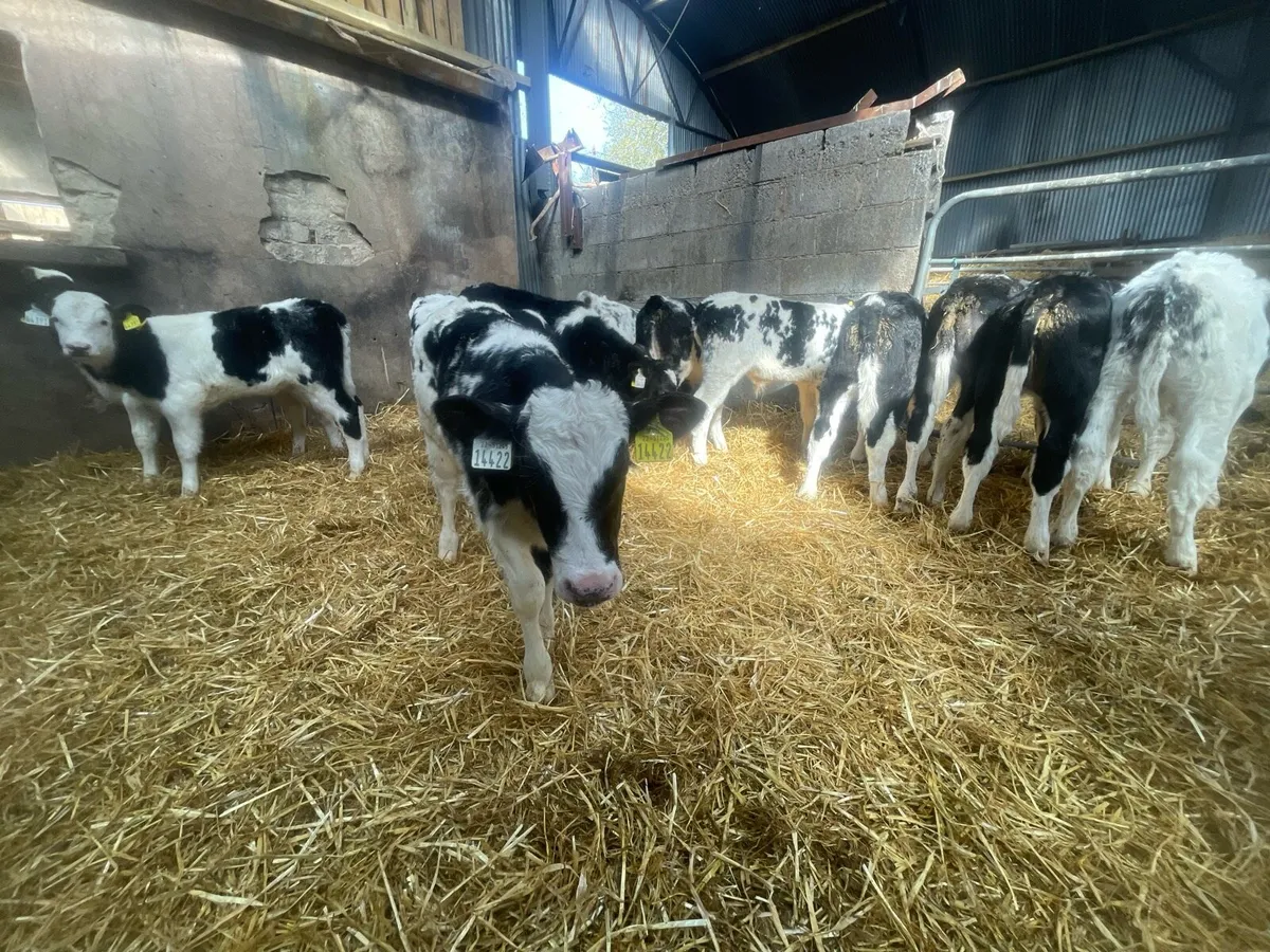 Super Belgian blue calves - Image 2