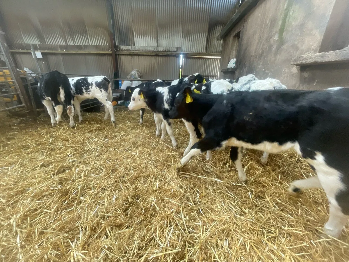 Super Belgian blue calves - Image 3