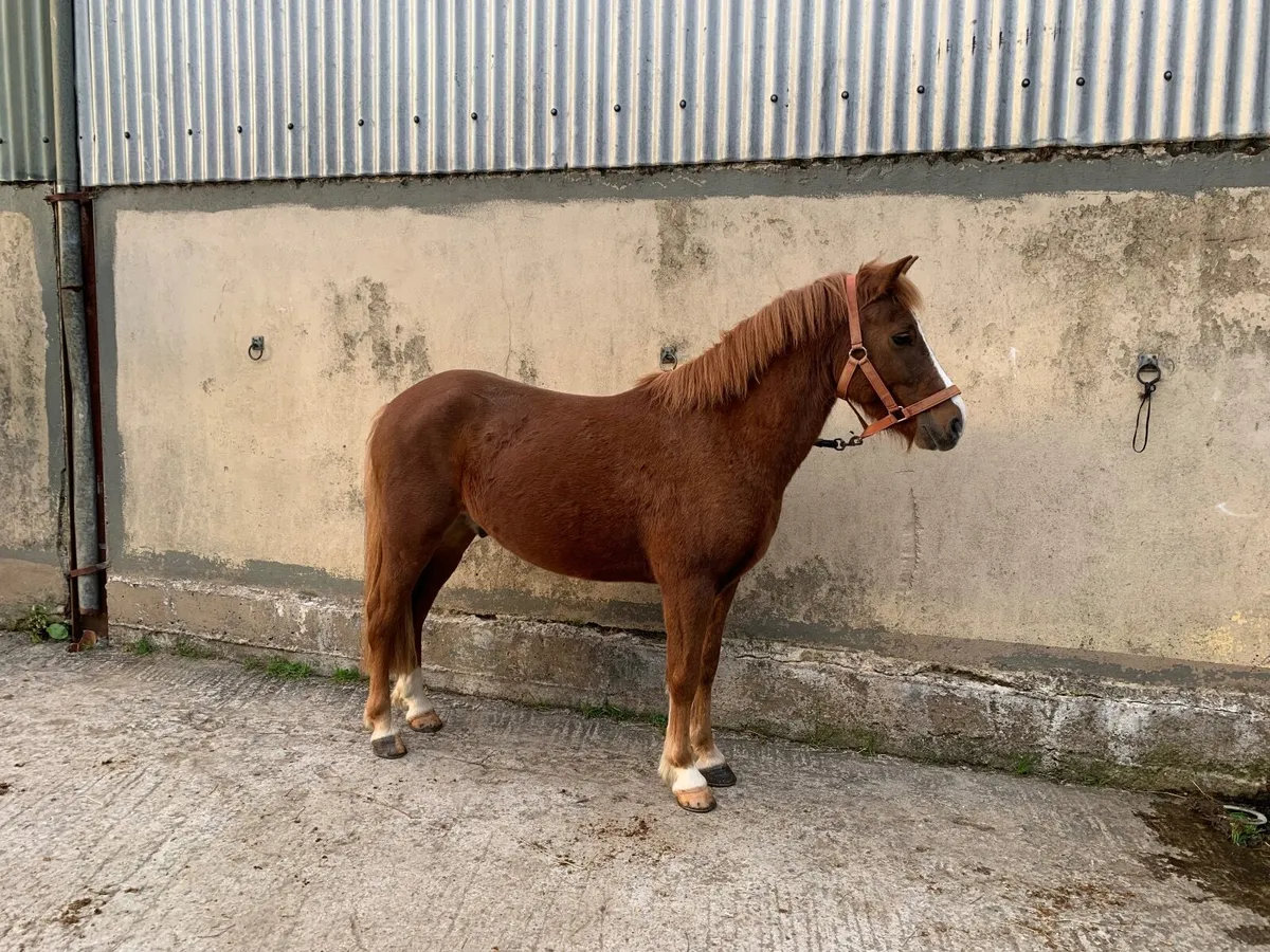 Super Fun 12.1 - Image 2