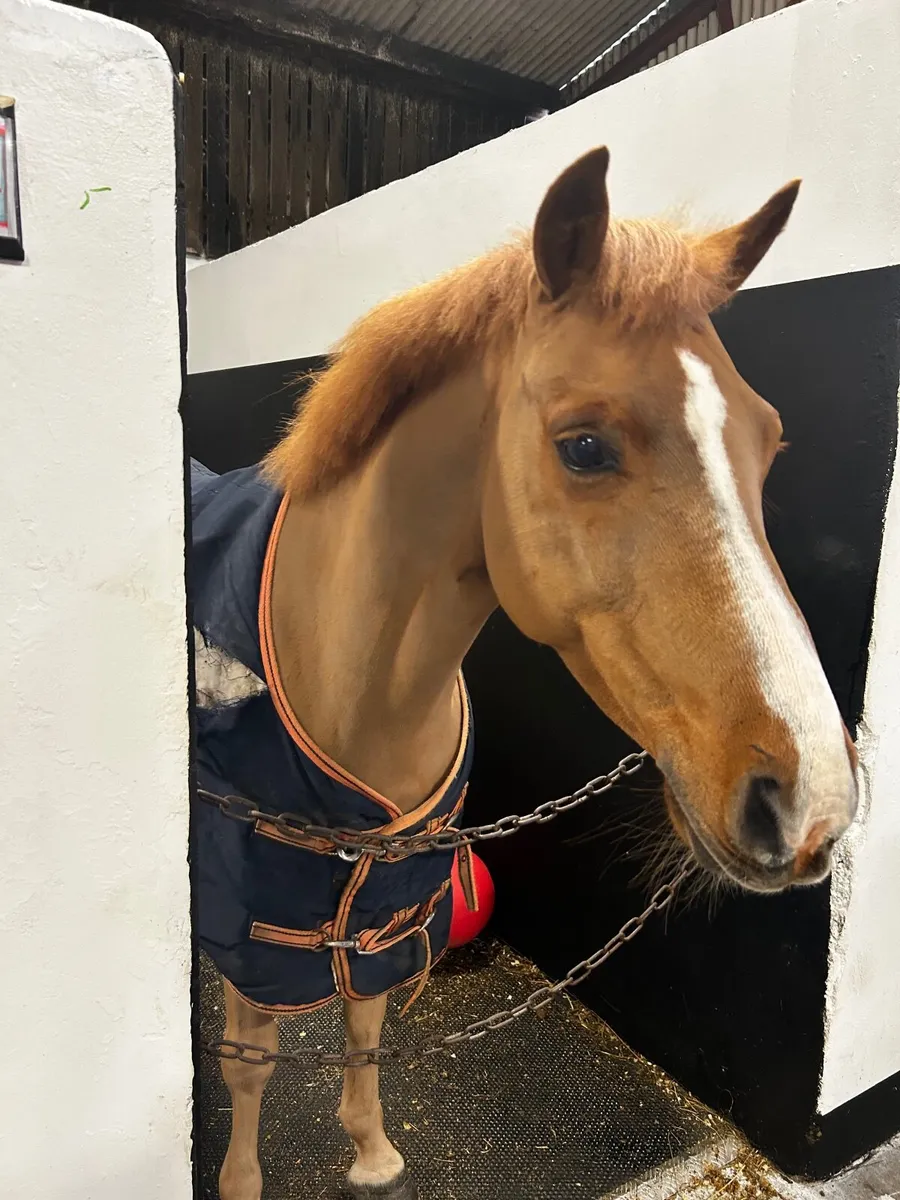 Super Fun 12.1 - Image 1