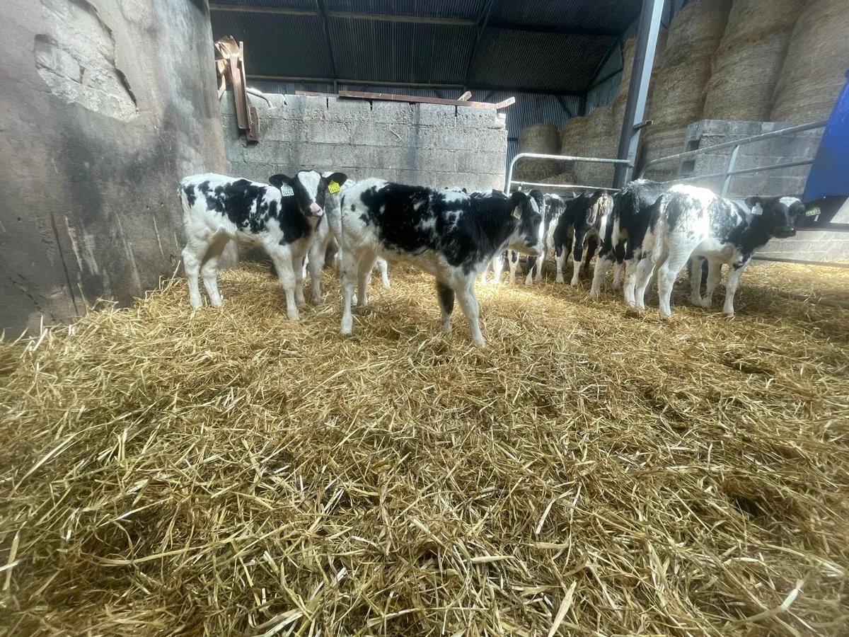 Super Belgian blue calves - Image 4