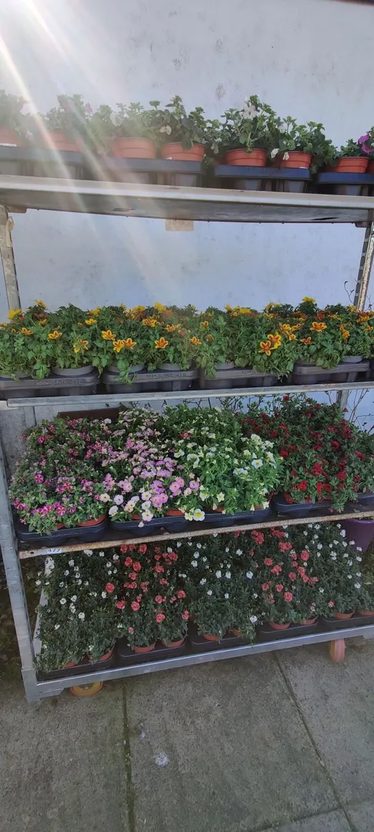 Bedding plants for sale - Image 1