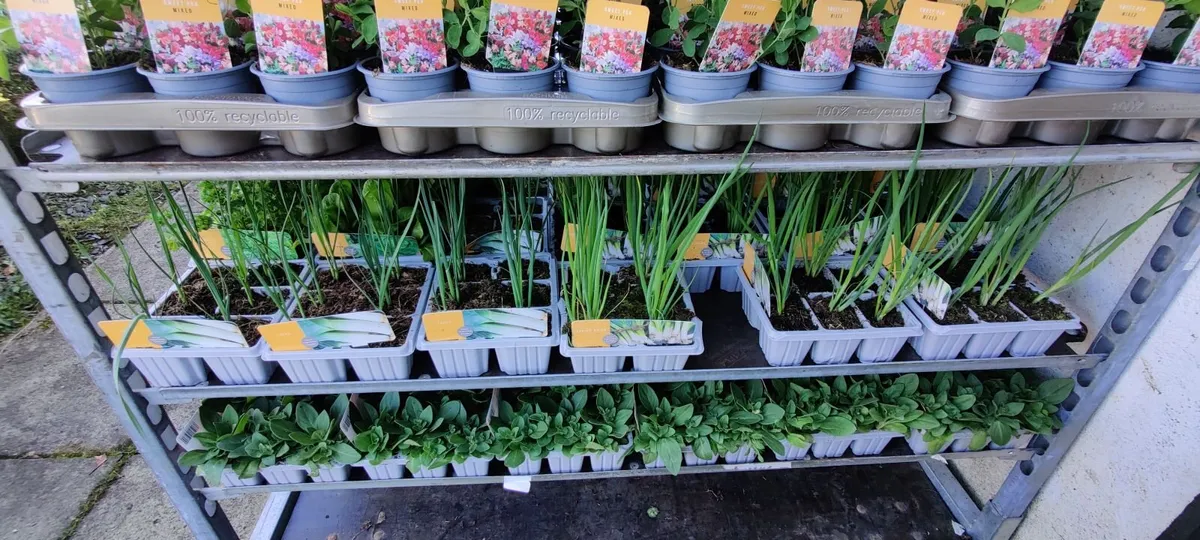 Bedding plants for sale - Image 2