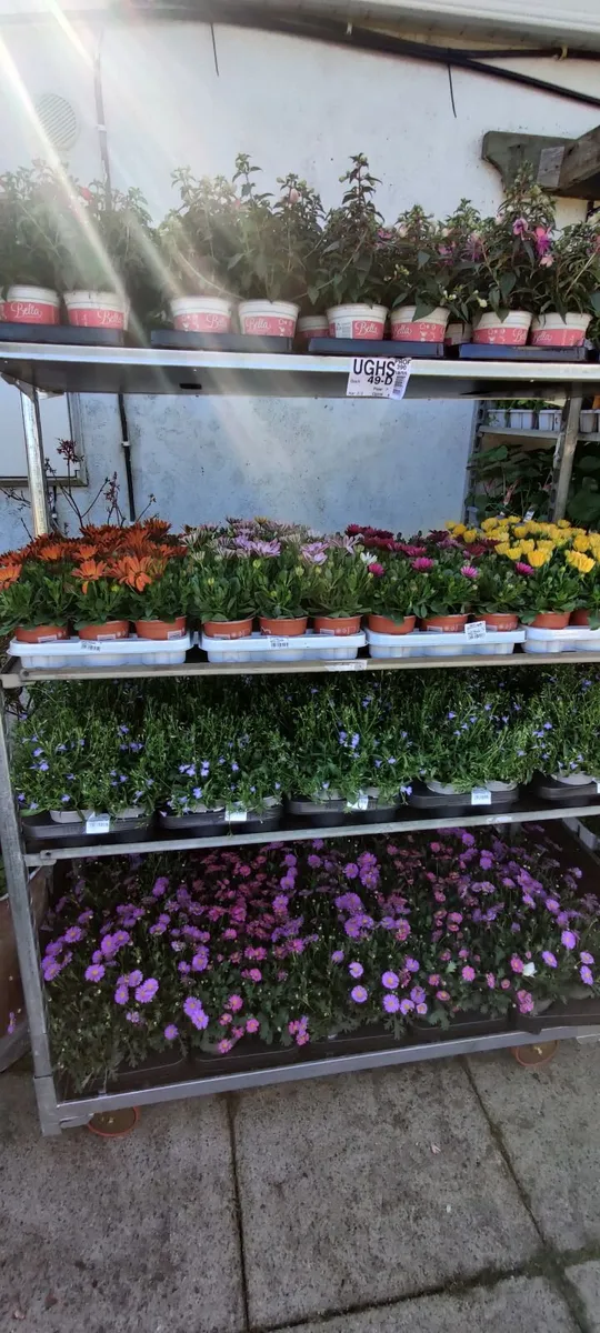 Bedding plants for sale - Image 3