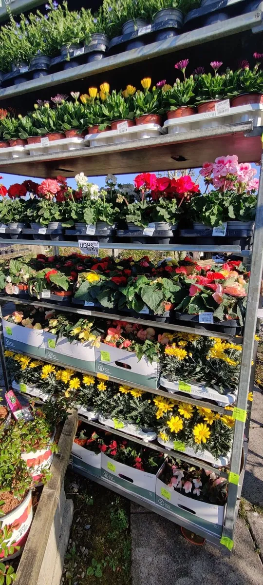 Bedding plants for sale - Image 4