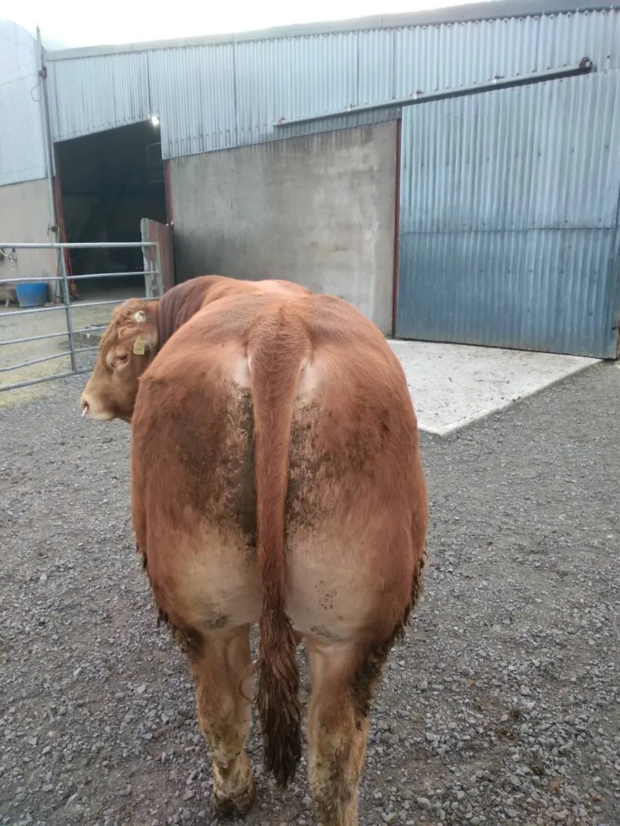 PBR Limousin Bull's - Image 4