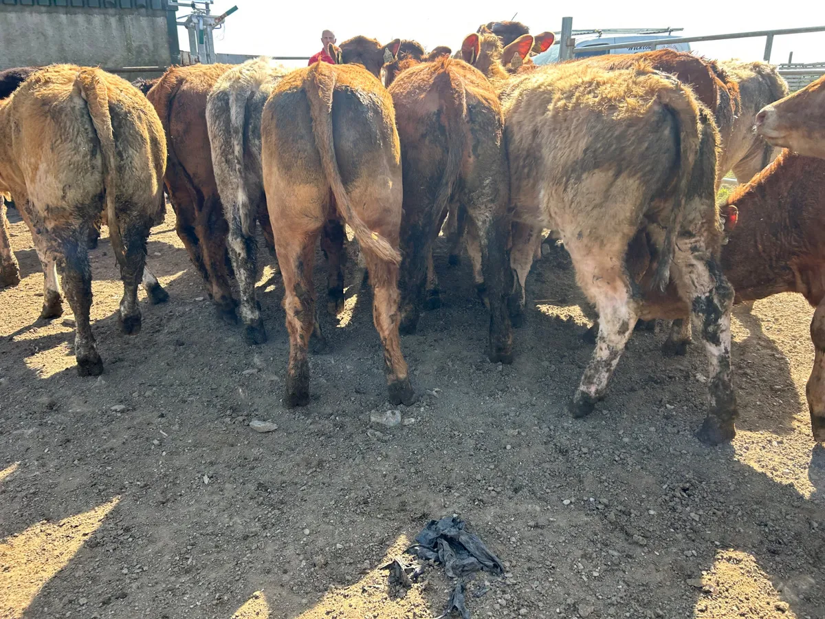 Beef cattle - Image 3