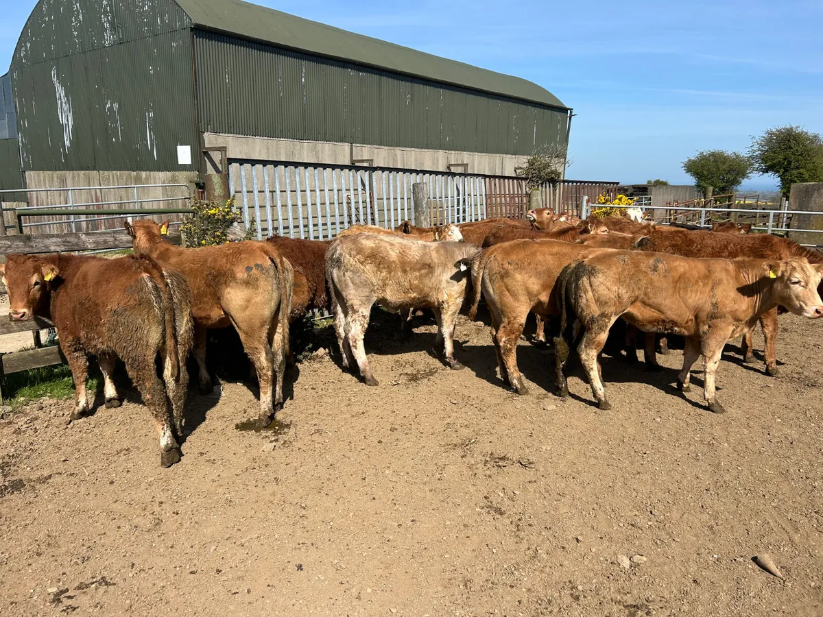 Beef cattle - Image 1