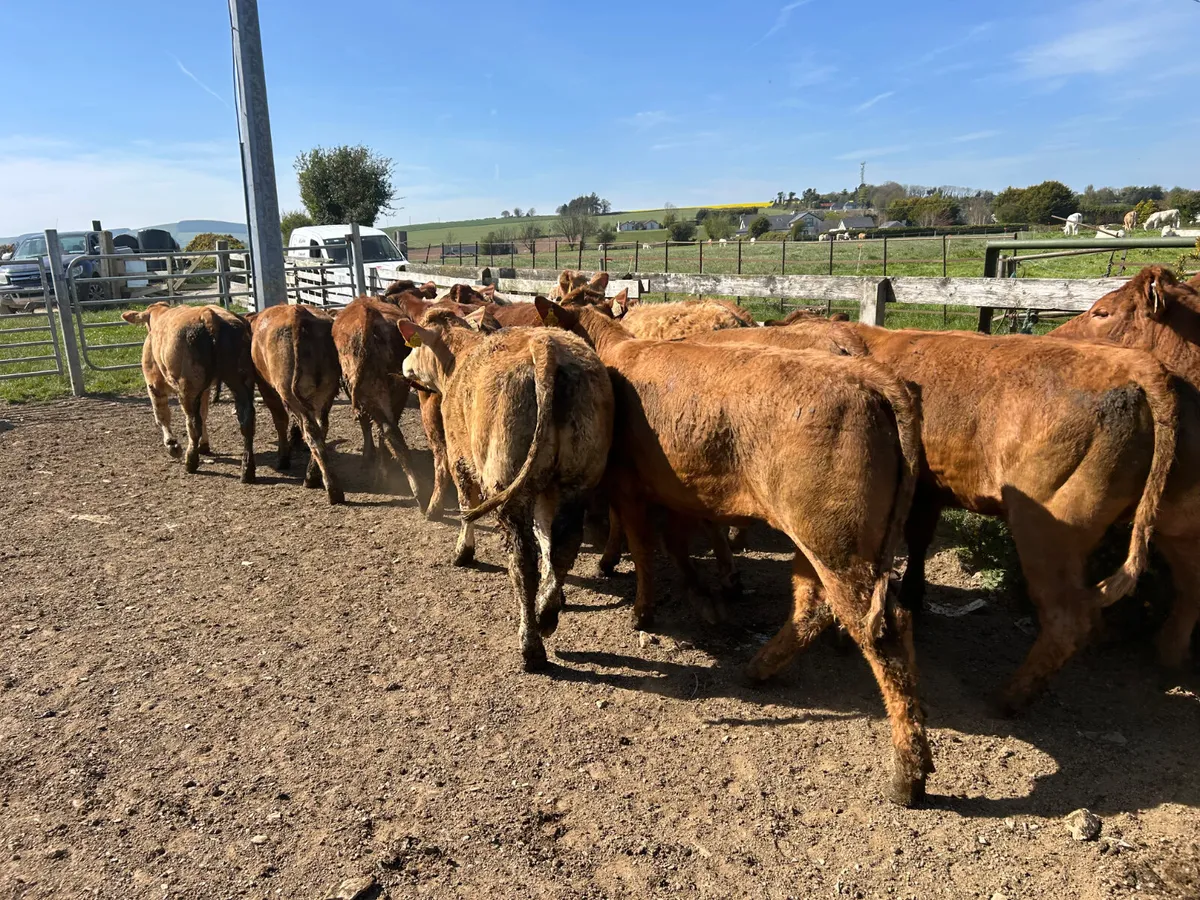 Beef cattle - Image 4