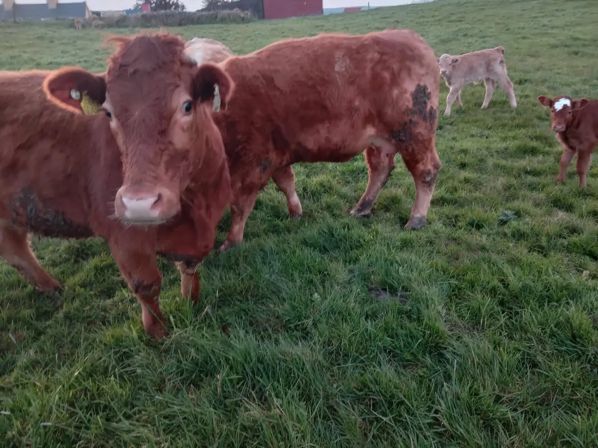3 Limousine Springers with Calves - Image 1