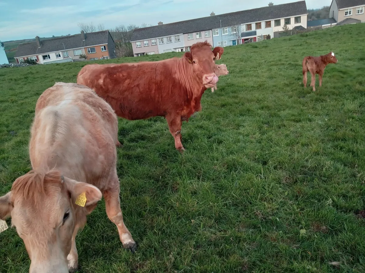 3 Limousine Springers with Calves - Image 2
