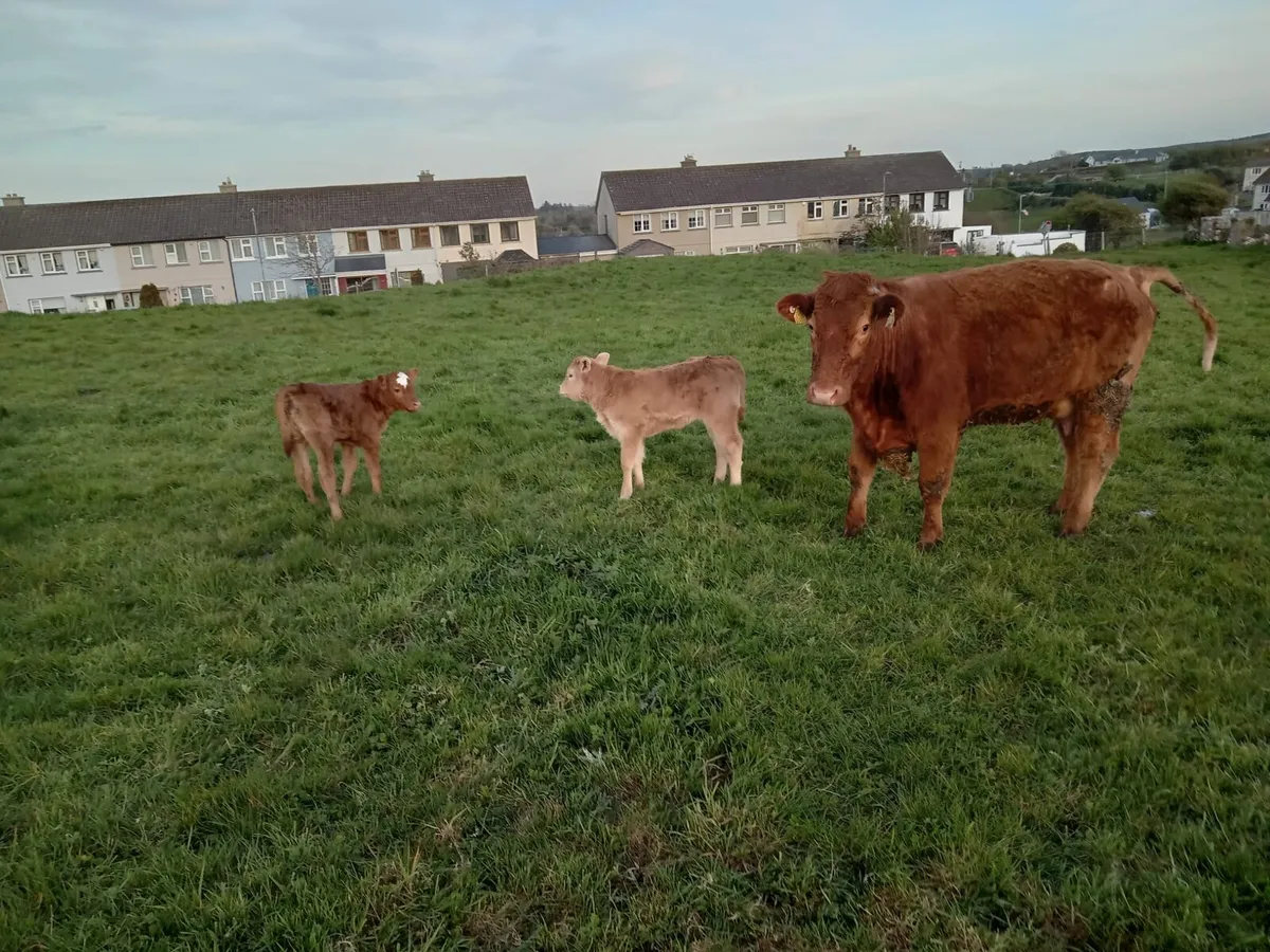 3 Limousine Springers with Calves - Image 3