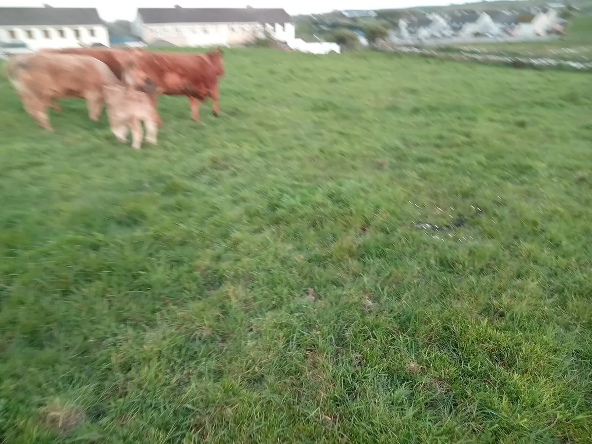 3 Limousine Springers with Calves - Image 4