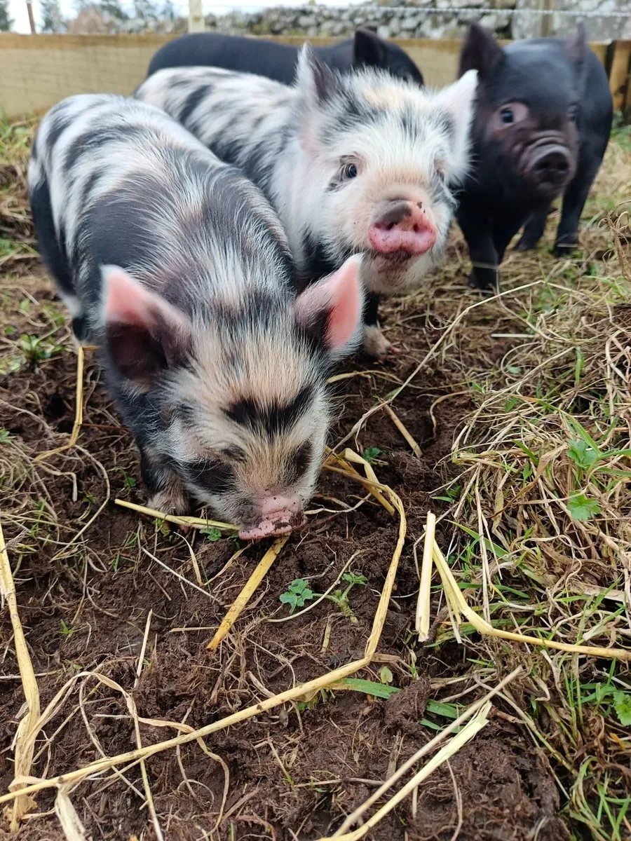 Kune kune pigs - Image 1
