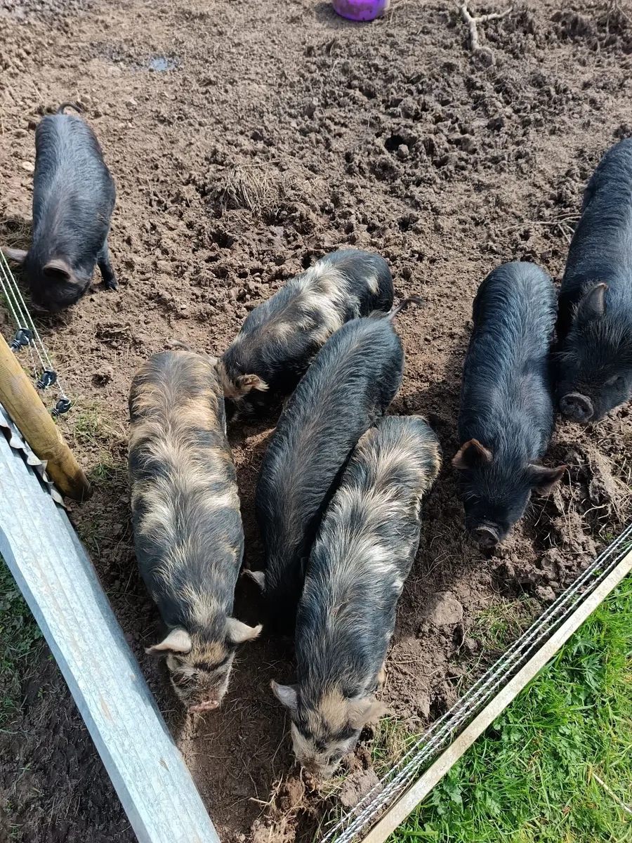 Kune kune pigs - Image 2