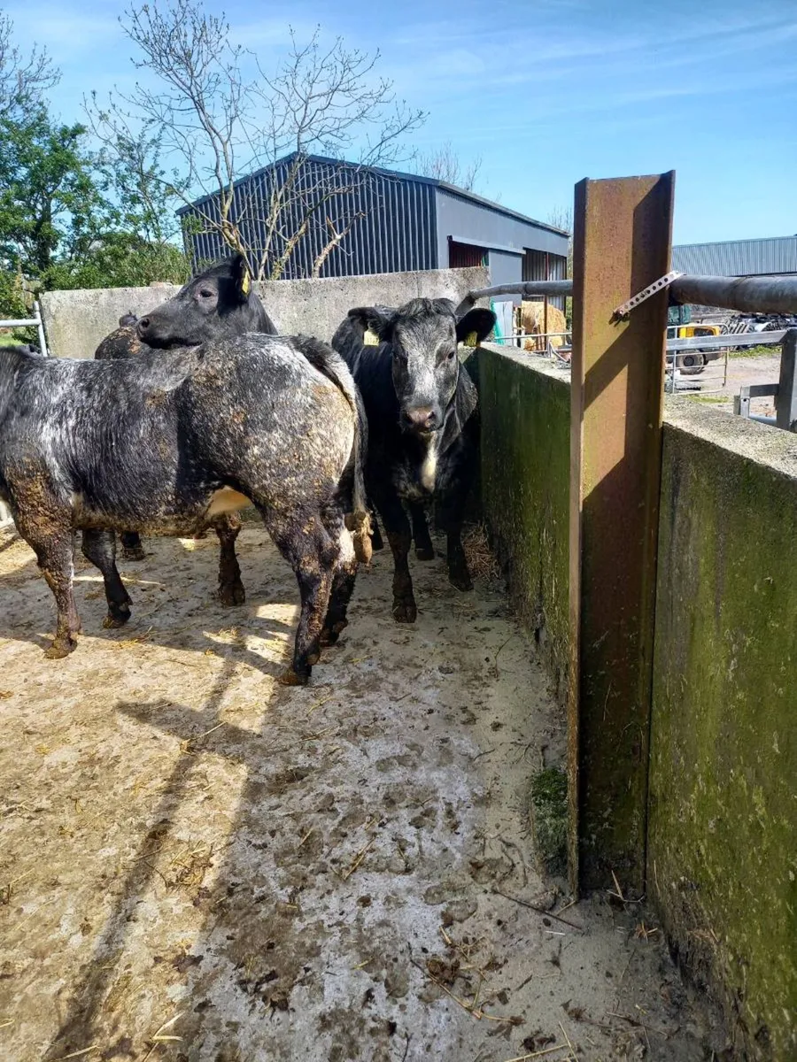 Limousin blue Cross hefiers for balla tomorrow - Image 2