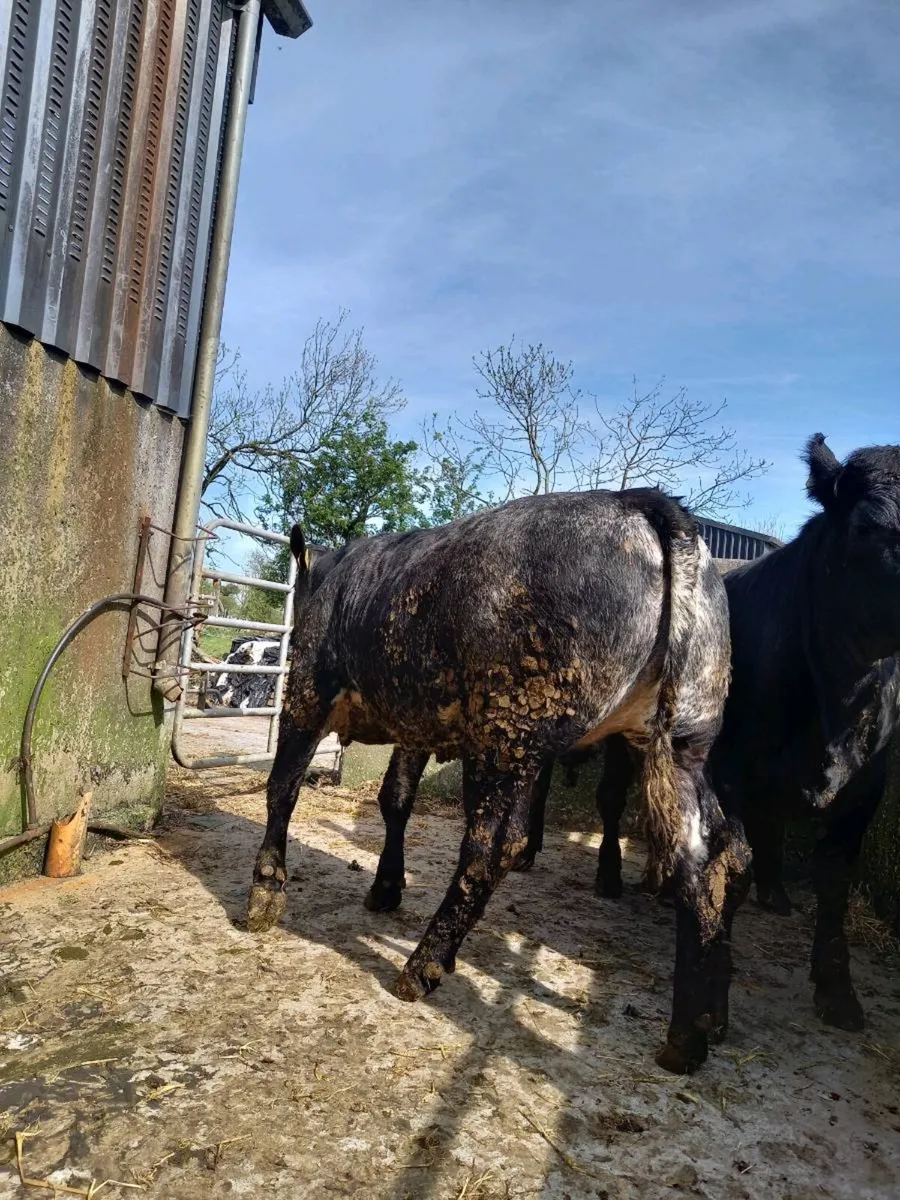 Limousin blue Cross hefiers for balla tomorrow - Image 3